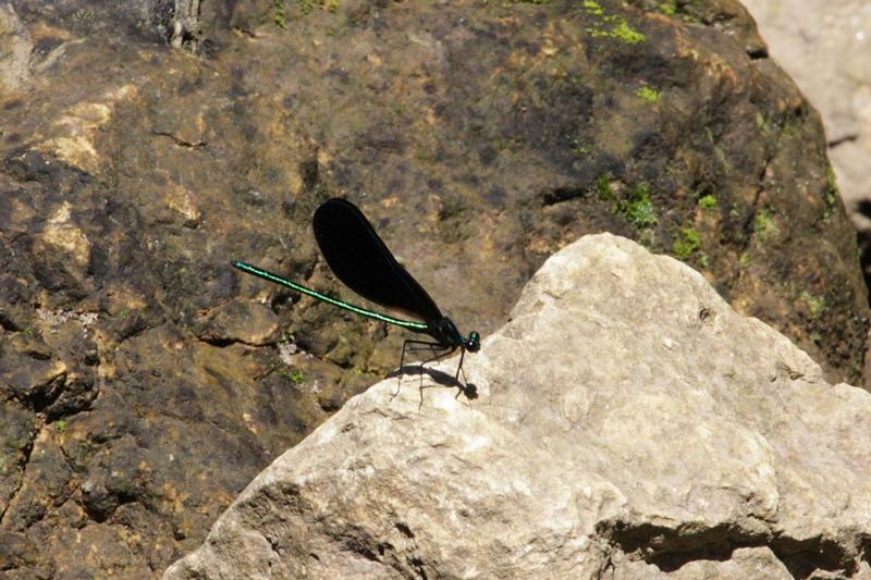 Photo of Ebony Jewelwing