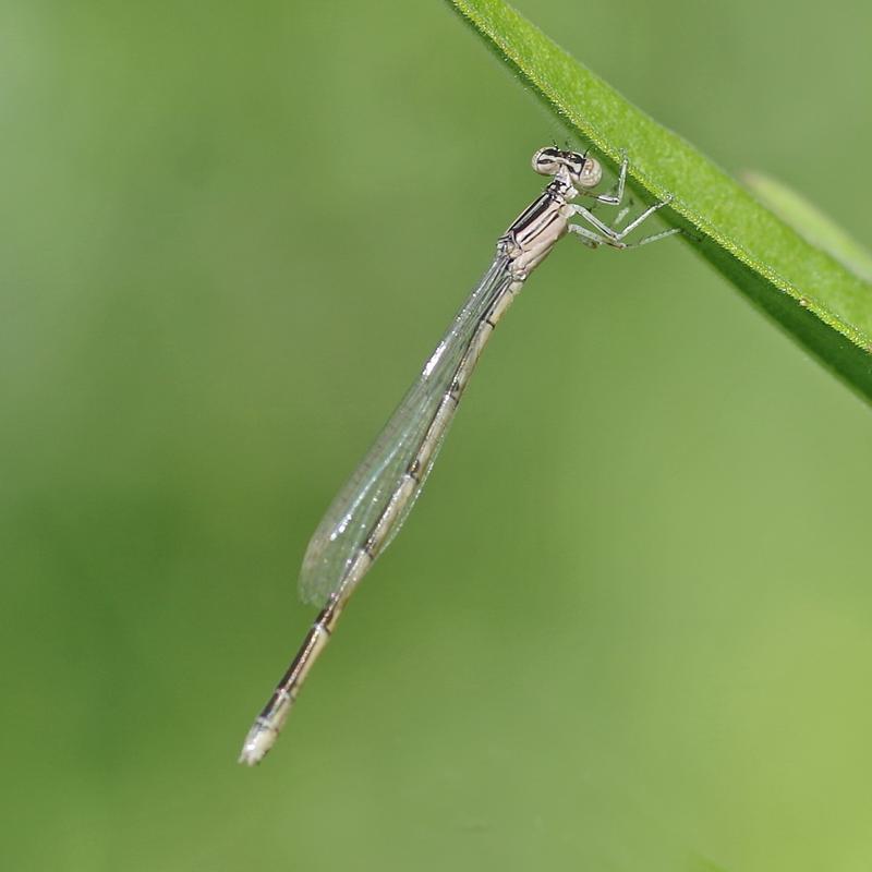 Photo of Double-striped Bluet