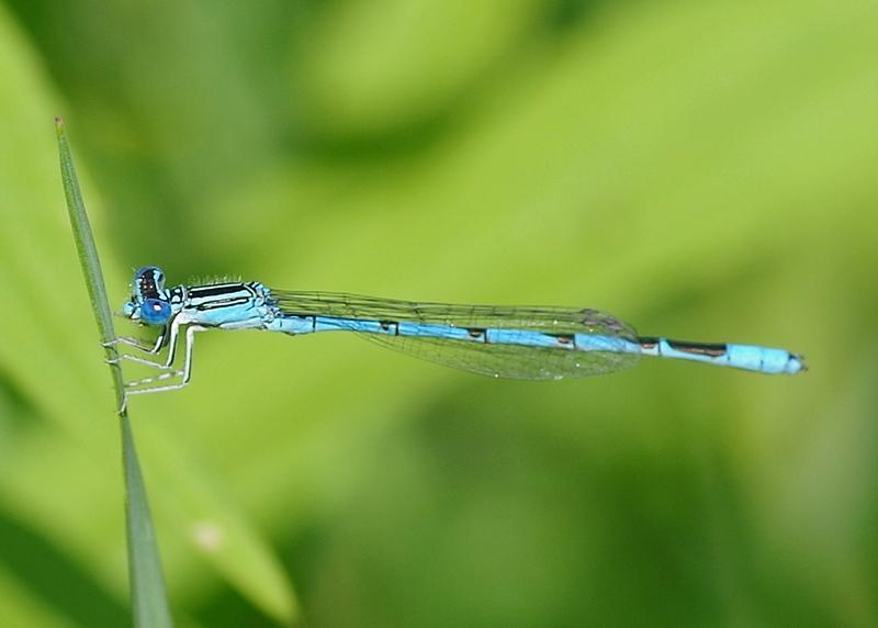 Photo of Double-striped Bluet