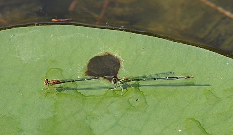 Photo of Orange Bluet
