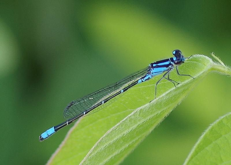 Photo of Skimming Bluet