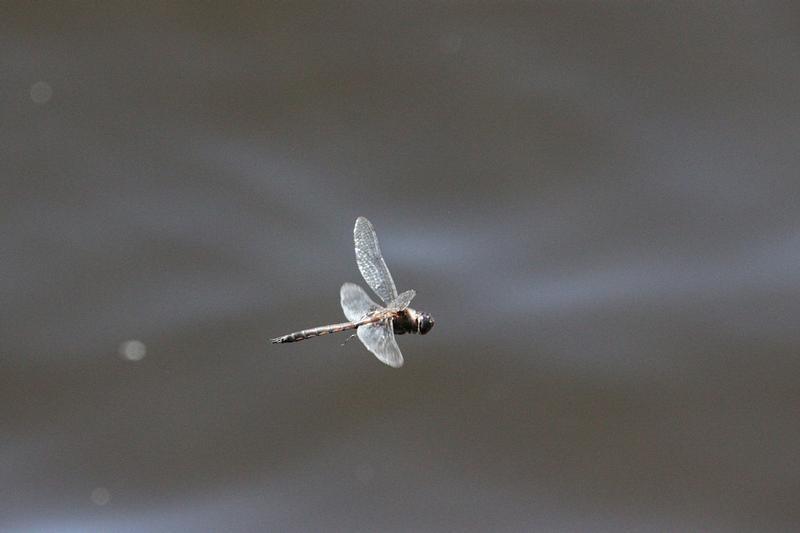 Photo of Common Baskettail
