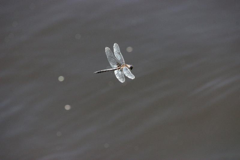 Photo of Common Baskettail