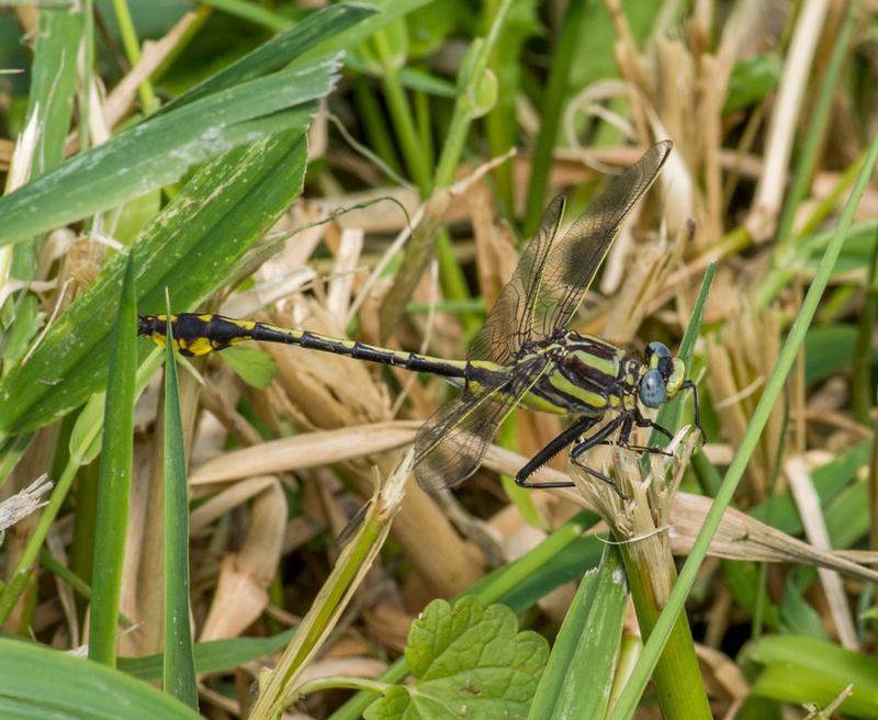 Photo of Plains Clubtail