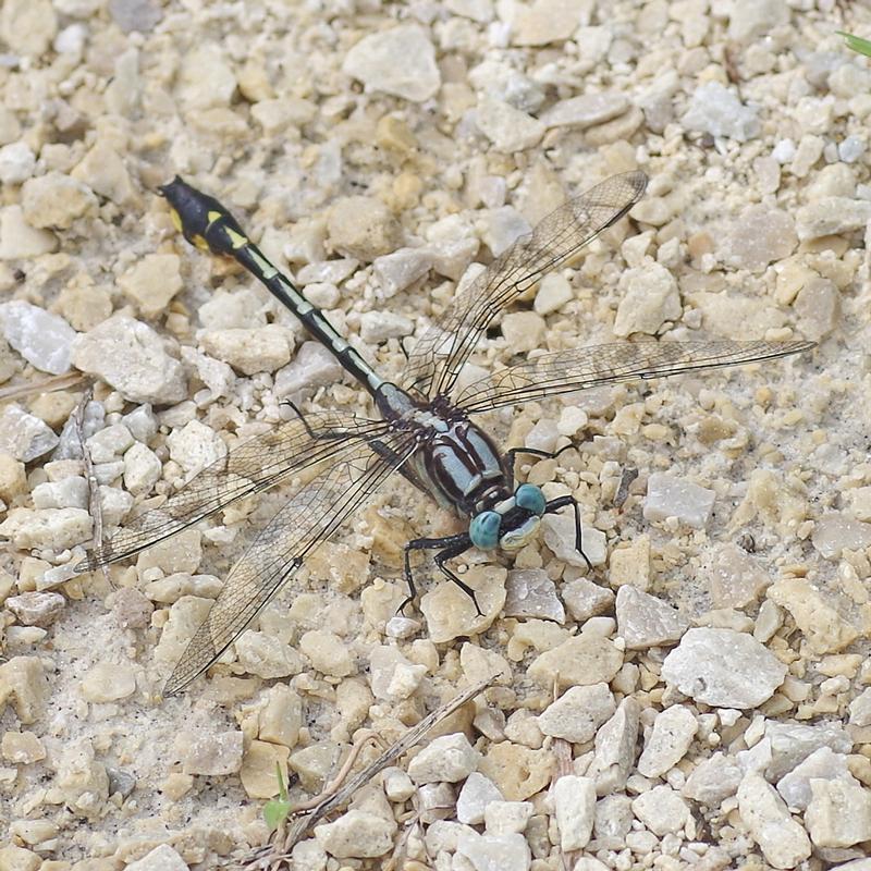 Photo of Midland Clubtail