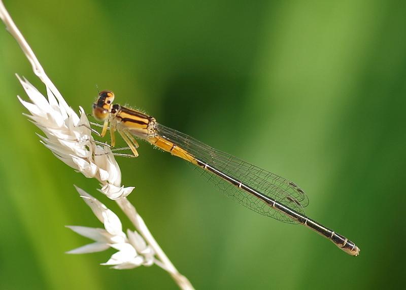 Photo of Eastern Forktail
