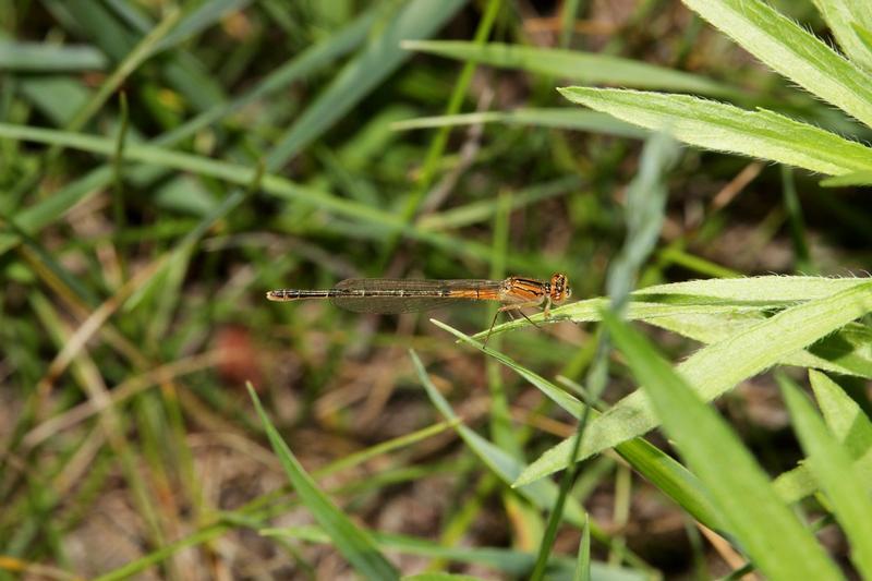 Photo of Eastern Forktail