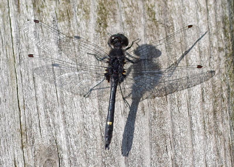 Photo of Dot-tailed Whiteface