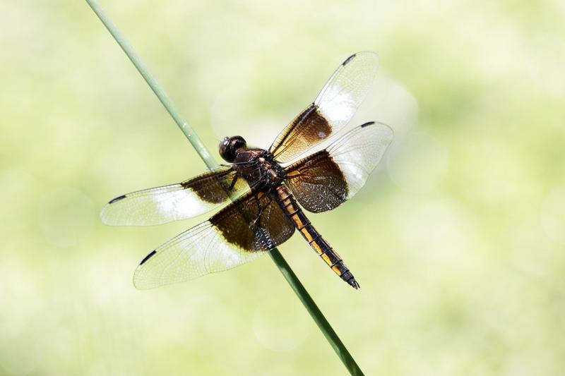 Photo of Widow Skimmer