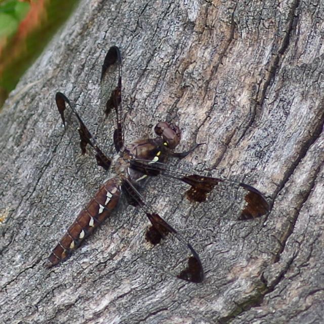 Photo of Common Whitetail