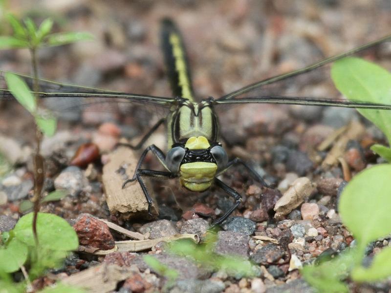 Photo of Horned Clubtail