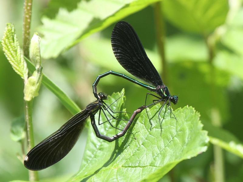 Photo of Ebony Jewelwing