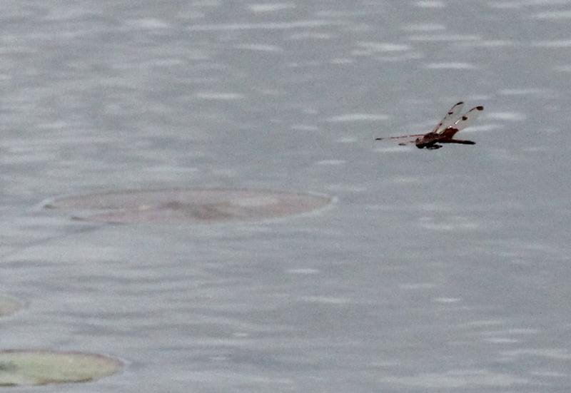 Photo of Calico Pennant