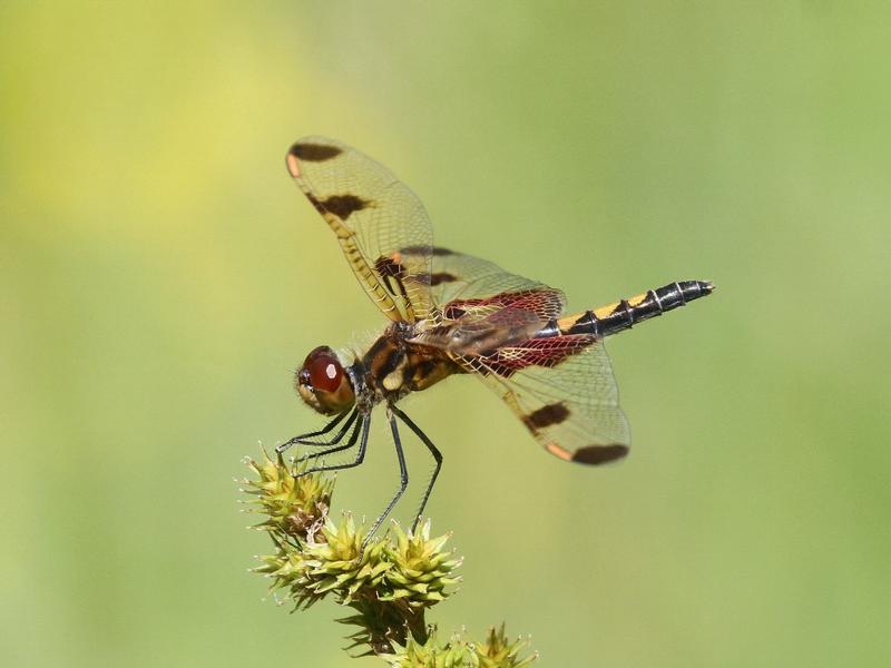 Photo of Calico Pennant