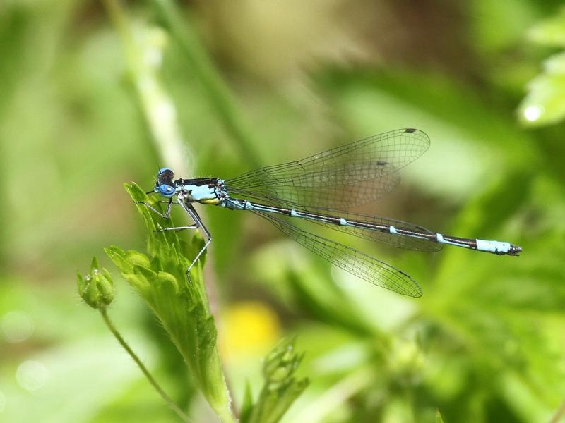 Photo of Aurora Damsel