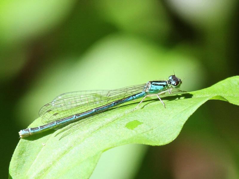 Photo of Taiga Bluet