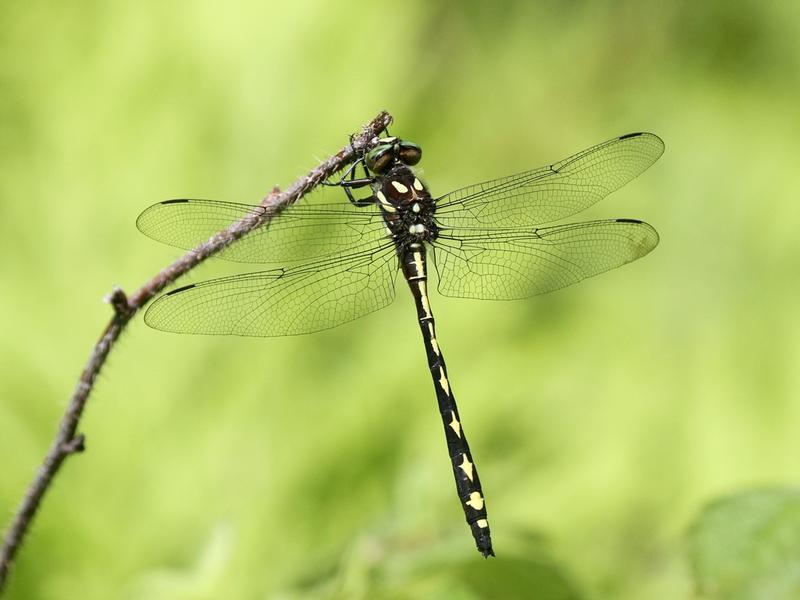 Photo of Arrowhead Spiketail