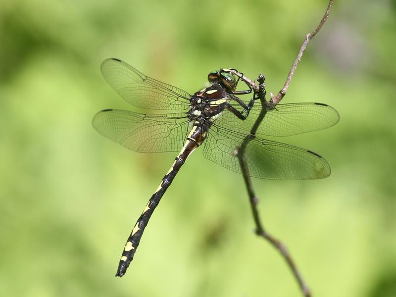 Photo of Arrowhead Spiketail