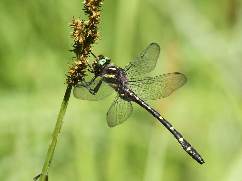 Photo of Twin-spotted Spiketail