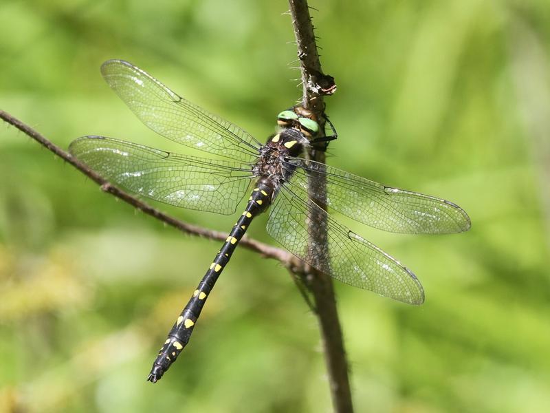 Photo of Twin-spotted Spiketail