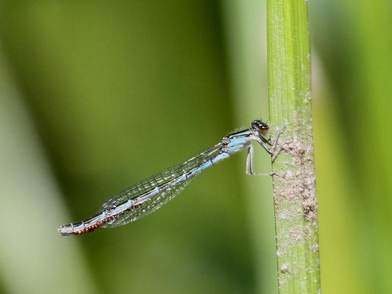 Photo of Hagen's Bluet