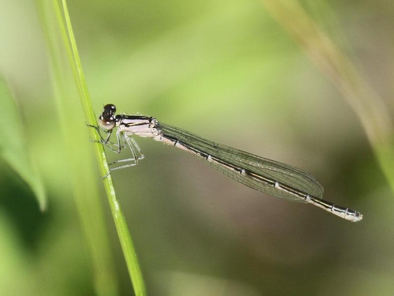 Photo of Hagen's Bluet