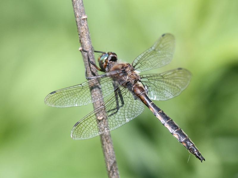 Photo of Beaverpond Baskettail