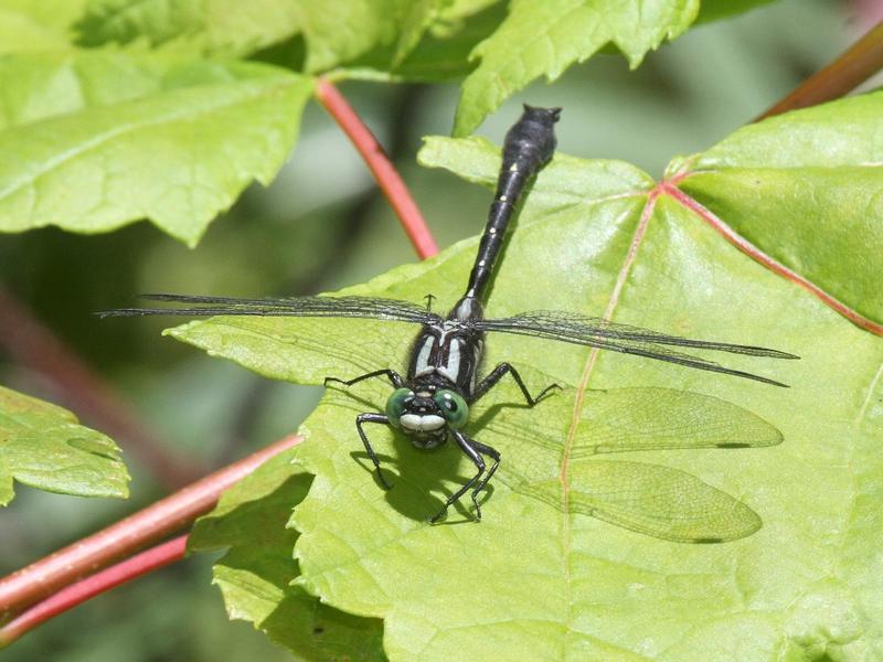 Photo of Mustached Clubtail