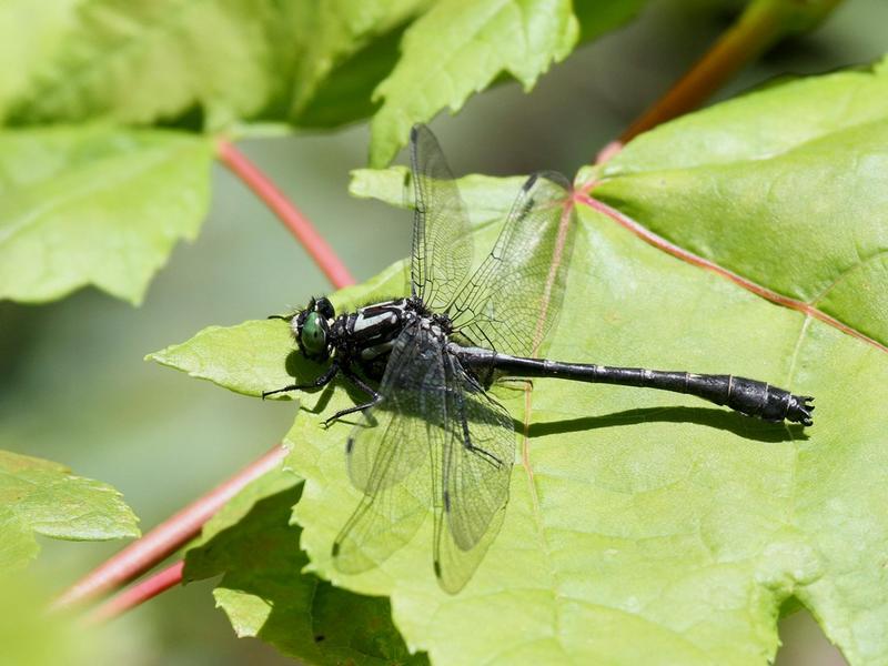 Photo of Mustached Clubtail