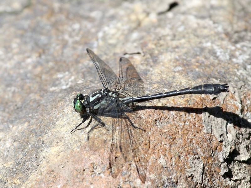 Photo of Mustached Clubtail