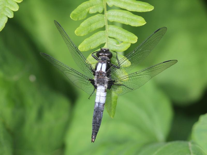 Photo of Chalk-fronted Corporal