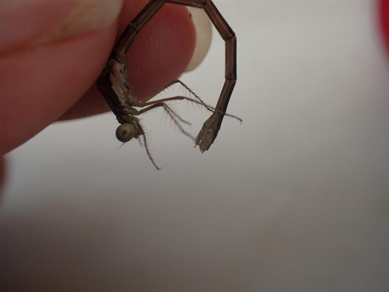 Photo of Spotted Spreadwing