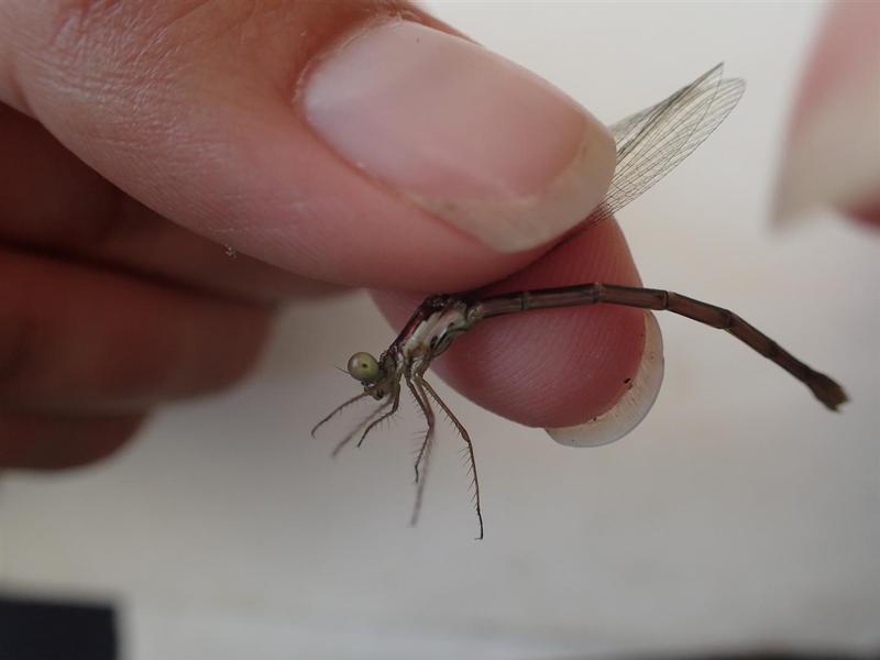 Photo of Spotted Spreadwing