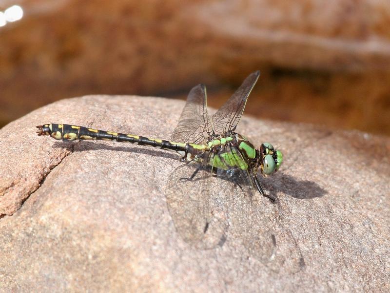 Photo of Riffle Snaketail