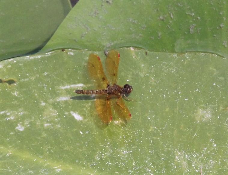 Photo of Eastern Amberwing