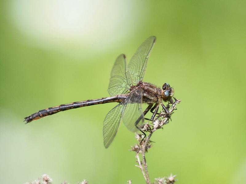 Photo of Dusky Clubtail