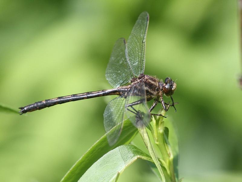 Photo of Dusky Clubtail