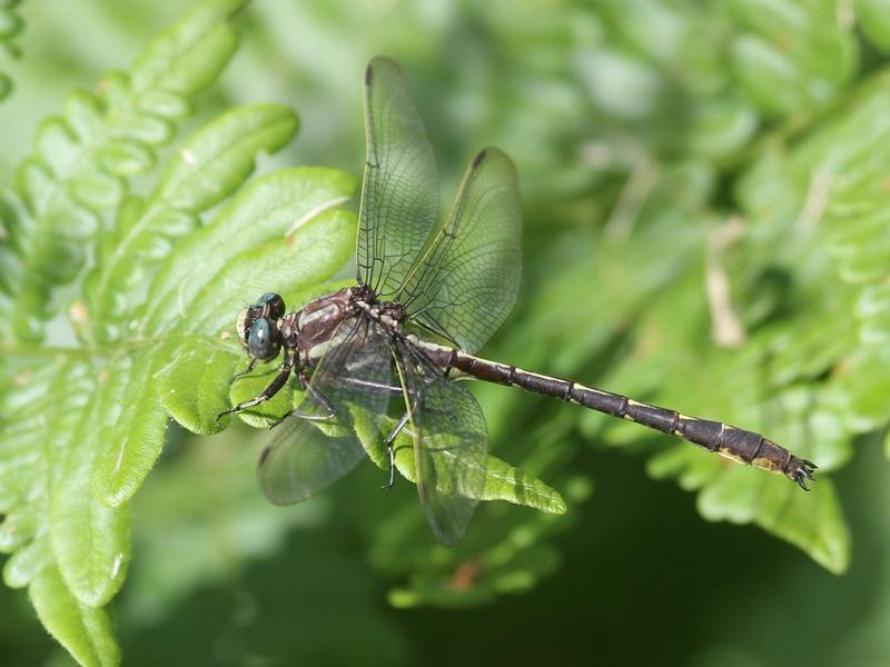 Photo of Ashy Clubtail