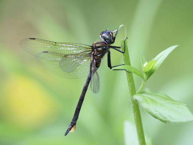 Photo of Kennedy's Emerald