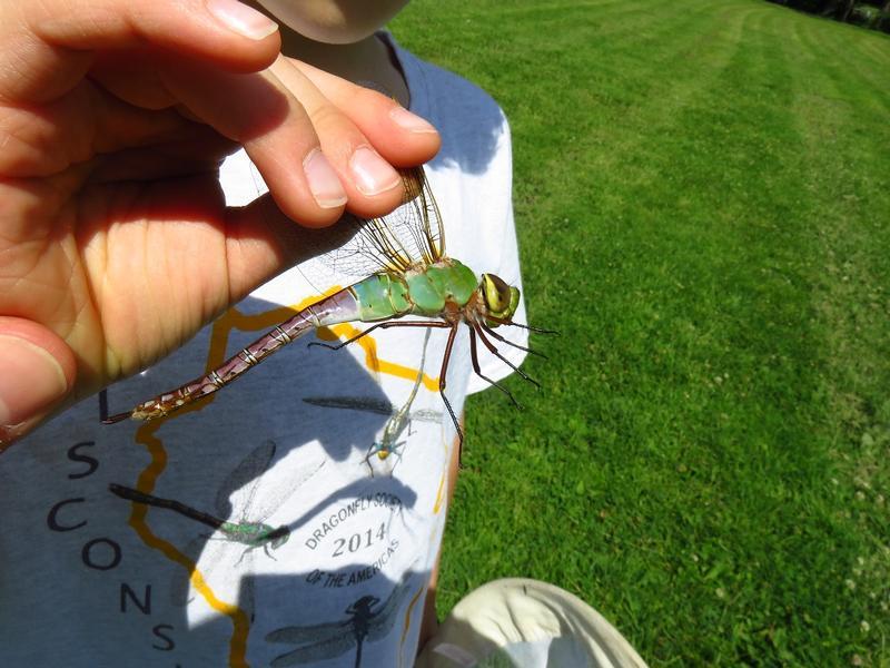 Photo of Common Green Darner