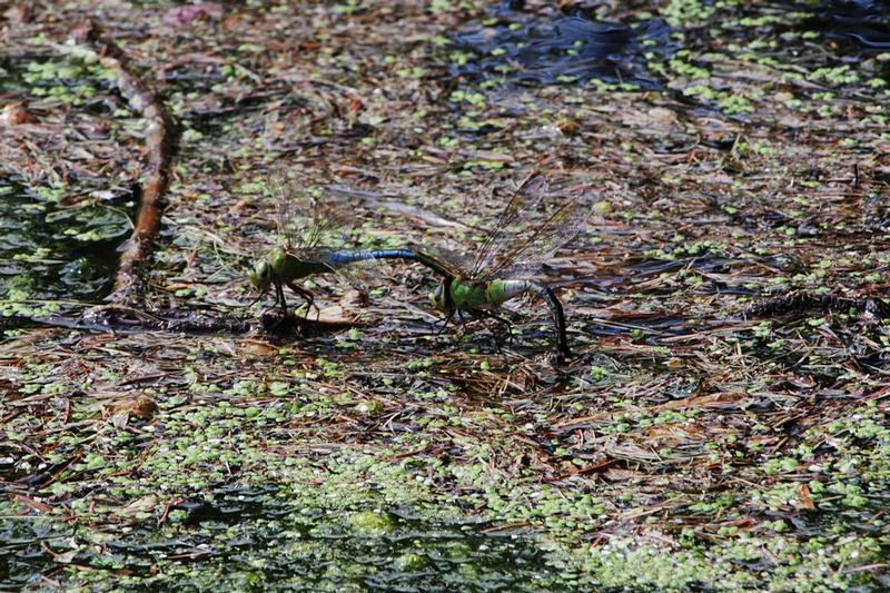Photo of Common Green Darner