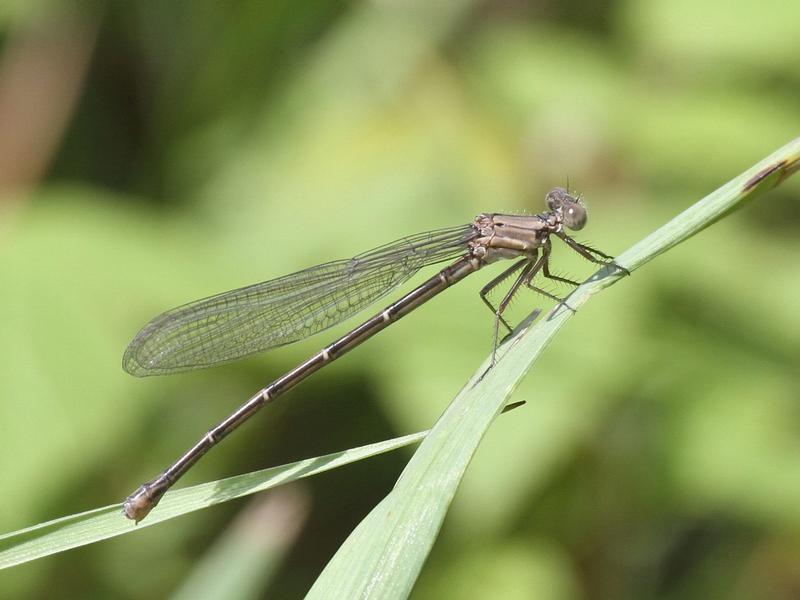 Photo of Powdered Dancer