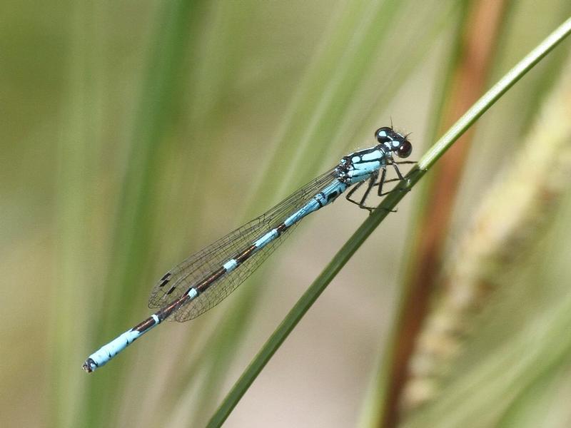 Photo of Subarctic Bluet