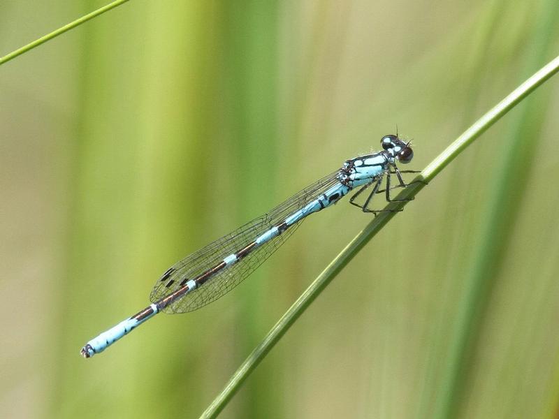 Photo of Subarctic Bluet