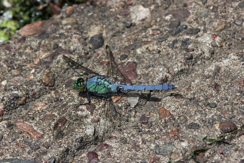 Photo of Eastern Pondhawk
