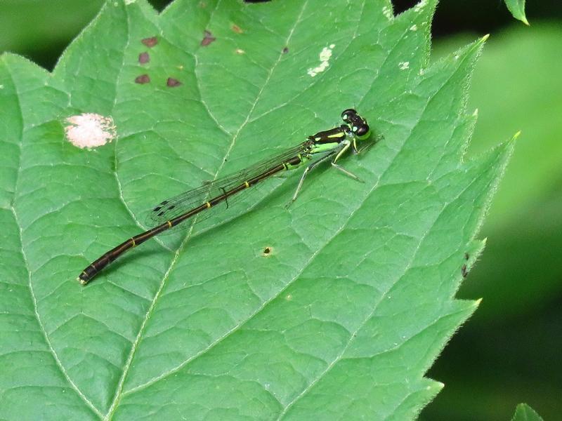 Photo of Fragile Forktail
