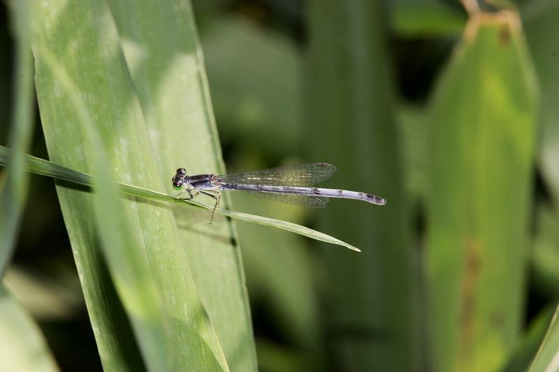 Photo of Eastern Forktail