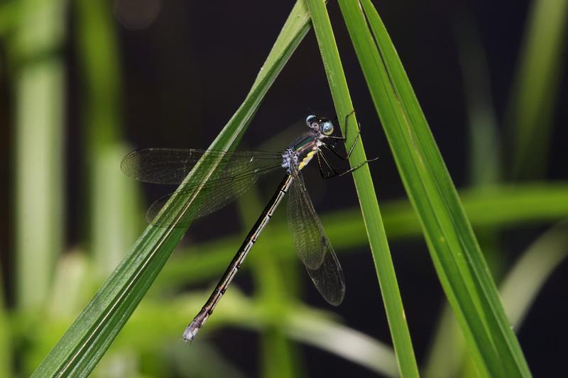 Photo of Amber-winged Spreadwing