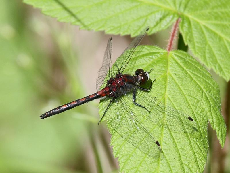 Photo of Hudsonian Whiteface