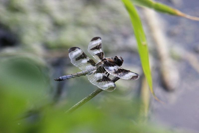 Photo of Twelve-spotted Skimmer